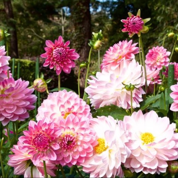 Meet your Posher, Ondraya - Picture 1 of 1